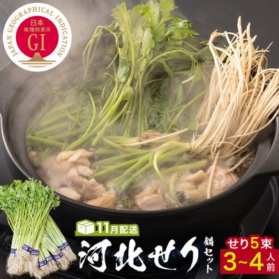 ふるさと納税 石巻市 &lt;11月配送&gt; せり鍋セット せり5束 3-4人前 河北せり 鍋 せり 鍋セット 宮城県産 セリ鍋