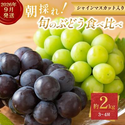 ふるさと納税 加西市 9月限定|採れたて旬のぶどう 食べ比べ 約2kg(3〜4房) [No5698-2353]