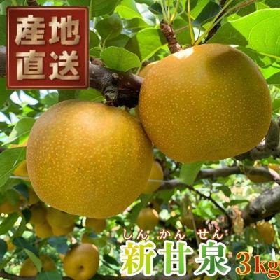 ふるさと納税 八頭町 八頭町産 梨「新甘泉」3kg