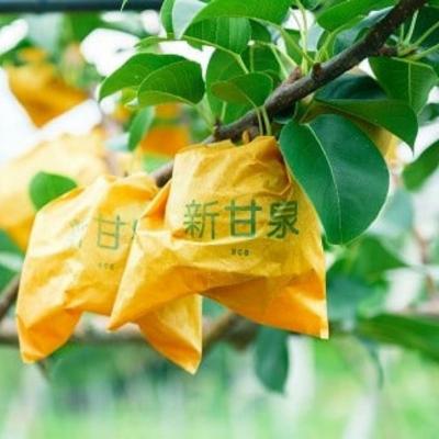 ふるさと納税 八頭町 【2027年発送分先行受付】八頭町産　梨「新甘泉」3kg |  | 01