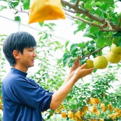 ふるさと納税 八頭町 【2027年発送分先行受付】八頭町産　梨「新甘泉」3kg |  | 02