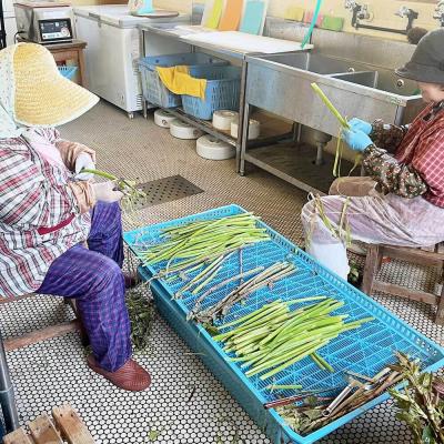 ふるさと納税 土佐清水市 山菜 イタドリの塩漬け 250g×4パック(1kg)下処理済み 冷凍野菜【R01449】の画像