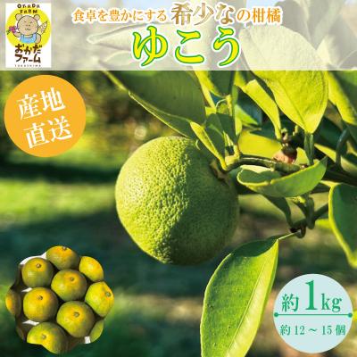 ふるさと納税 小松島市 [2025年10月中旬順次発送] ゆこう 1kg 柑橘 柚柑 ゆず すだち みかん 柚子 ダイダイ