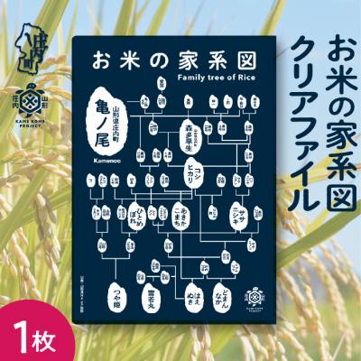 ふるさと納税 庄内町 山形庄内かめこめプロジェクト お米の家系図 クリアファイル A4 1枚 オリジナル グッズ 文房具 | 