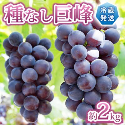 ふるさと納税 東御市 先行受付2026年発送[Grape Farm Kodaira]種なし巨峰 約2kg(4〜6房)