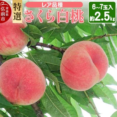 ふるさと納税 弘前市 [26年9月発送]もも レア品種 さくら白桃[特選]約2.5kg|24_mbd-010201