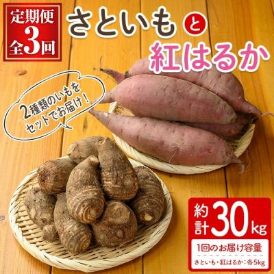 ふるさと納税 境港市 &lt;定期便3回&gt;さといもと紅はるかのセット(計約30kg)&lt;10月上旬〜2月下旬発送予定&gt;