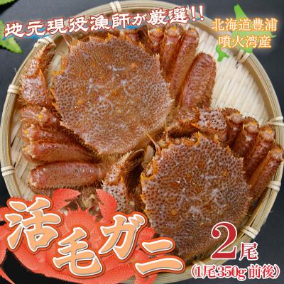 ふるさと納税 豊浦町 [令和8年度発送先行受付]活毛ガニ 2尾 (1尾350g前後) 毛ガニ 冷蔵