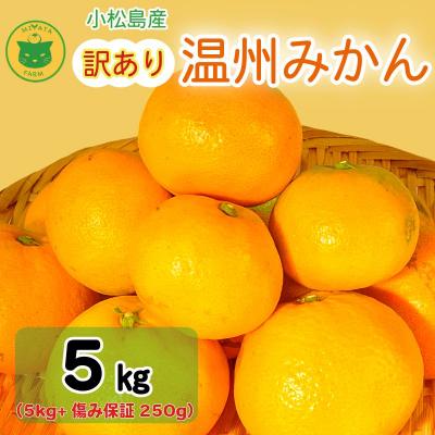 ふるさと納税 小松島市 [2026年10月20日~発送]訳あり みかん 温州みかん5kg(5kg+傷み保証250g)
