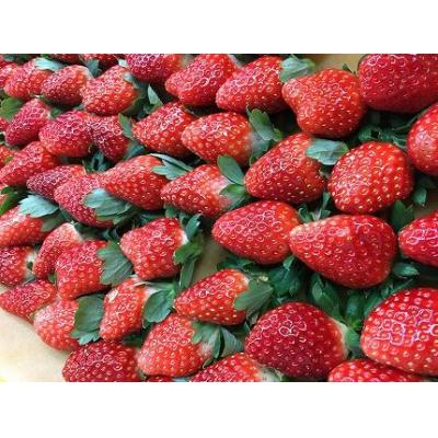 ふるさと納税 栃木市 [2025年12月下旬〜発送]甘みと酸味の競演 谷中農園のとちおとめ いちご[約270g×4パック]