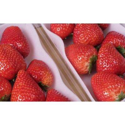 ふるさと納税 栃木市 [2025年12月下旬〜発送]谷中農園のいちご「 とちあいか 」約280g×2パック