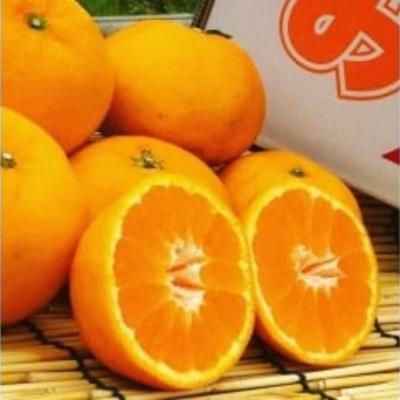 ふるさと納税 太良町 山本農園のはれひめ 4.5kg S〜2Lミックス 4.5kg