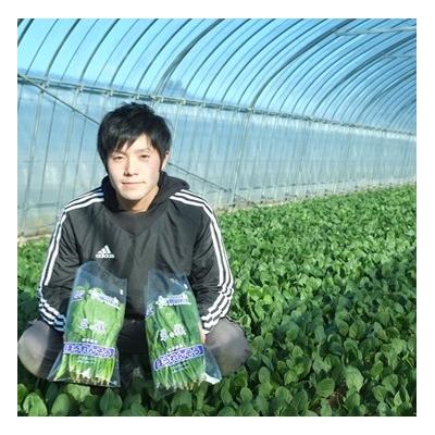 ふるさと納税 普代村 新鮮 採れたて ほうれんそう (約185g×8袋) 普代村産 ほうれん草 野菜 やさい サラダ