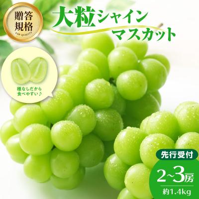 ふるさと納税 大江町 [先行受付]贈答規格シャインマスカット約1.4kg[9月中旬頃〜順次発送予定] 024-003