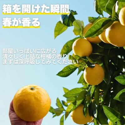 ふるさと納税 愛南町 先行受付 訳あり 土佐 文旦 7kg サイズ ミックス 家庭用 愛媛県 愛南町 愛なんよ |  | 01