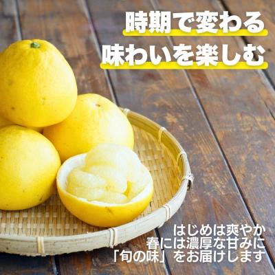 ふるさと納税 愛南町 先行受付 訳あり 土佐 文旦 7kg サイズ ミックス 家庭用 愛媛県 愛南町 愛なんよ |  | 03