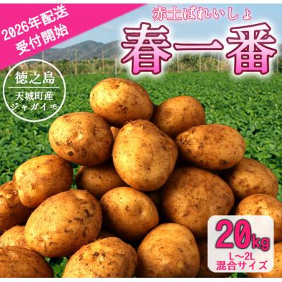 ふるさと納税 天城町 先行受付 徳之島 天城町 赤土ばれいしょ 新じゃが 春一番 20kg L〜2L 混合 ジャガイモ