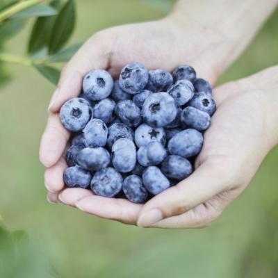 Linda3キロ　ブルーベリー Linda3キロ ブルーベリー ふるさと納税 陸前高田市 冷凍ブルーベリー