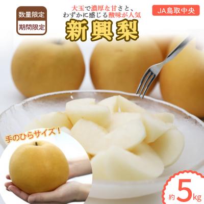 ふるさと納税 倉吉市 新興梨 [倉吉産]5kg(JA鳥取中央) しんこうなし 果物 フルーツ 数量限定 詰め合わせ