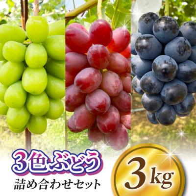 ふるさと納税 東御市 [先行受付2026年発送]農家直送!贈答用3色ぶどうの詰め合わせセット 3kg|おぎはら園