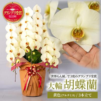 ふるさと納税 北本市 胡蝶蘭 黄色 アルテミス 大輪 3本立て