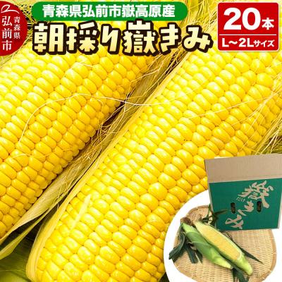 ふるさと納税 弘前市 とうもろこし 朝採り嶽きみ 20本(L〜2Lサイズ)|24_ank-102001