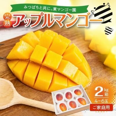 ふるさと納税 和泊町 [2026年先行予約]≪ご家庭用≫東マンゴー園直送!完熟アップルマンゴー 2キロ(4〜6玉)