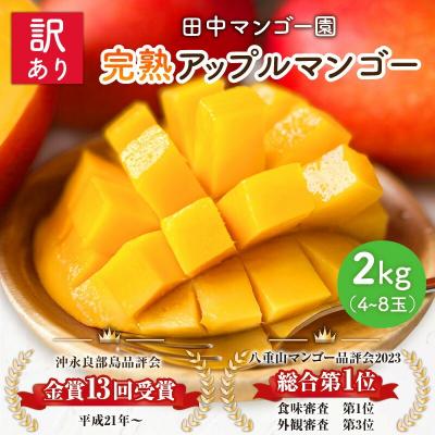 ふるさと納税 和泊町 [2026年先行予約]訳あり 田中マンゴー園 完熟アップルマンゴー約2キロ(4〜8玉)(ご家庭用)