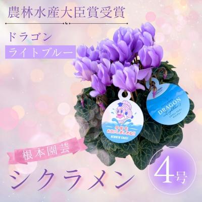 ふるさと納税 南相馬市 [2026年 先行予約]シクラメン ドラゴン ライトブルー 4号 | 花ギフト 花苗 鉢植 根本園芸