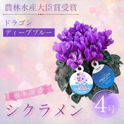ふるさと納税 南相馬市 [2026年 先行予約]シクラメン ドラゴン ディープブルー 4号 | 花ギフト 贈答 根本園芸