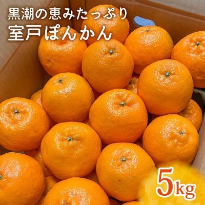 ふるさと納税 室戸市 室戸ぽんかん LLサイズ 5kg 優品
