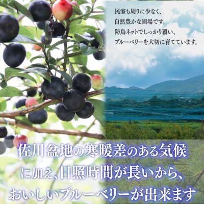 ふるさと納税 佐川町 冷凍ブルーベリー計3kg 佐川町産<4〜6ヶ月程度で発送予定> |  | 03