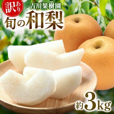 ふるさと納税 角田市 [先行予約(2026年発送分)][訳あり]旬の和梨 約3kg[吉川果樹園]|梨 ナシ こだわりの梨