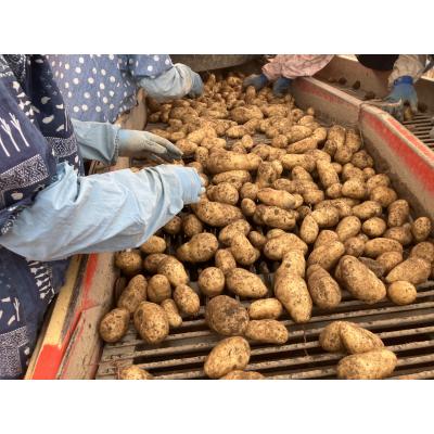 ふるさと納税 芽室町 【先行受付】【2026年10月下旬より順次出荷】北海道 十勝芽室町 メークイン Mサイズ5kg |  | 01
