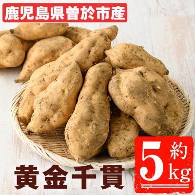 ふるさと納税 曽於市 [先行受付]黄金千貫(5kg)