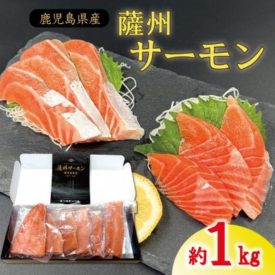 ふるさと納税 薩摩川内市 薩州サーモン 1kg 鹿児島 国産 養殖 サーモン BS-247