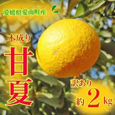 ふるさと納税 愛南町 訳あり 甘夏 2kg 柑橘 みかん 愛南町青果市場
