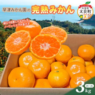ふるさと納税 太良町 早津みかん園の完熟みかん 3kg