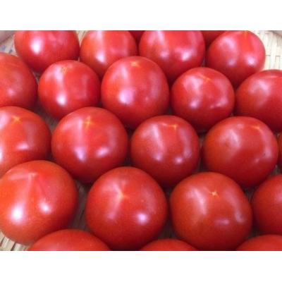 ふるさと納税 安田町 安田町産トマト1kgと田野屋紫蘭の完全天日塩_2
