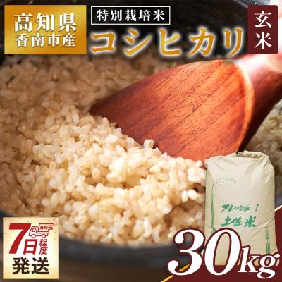 ふるさと納税 香南市 [7日程度で発送]特別栽培米 コシヒカリ 玄米 30kg 新米 白米 コシヒカリ 米 nu-0005