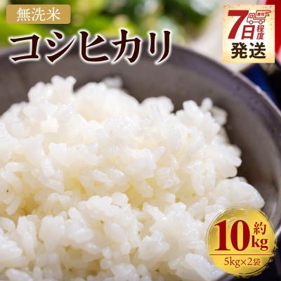 ふるさと納税 香南市 [7営業日程度で発送]コシヒカリ 無洗米 10kg cs-0002