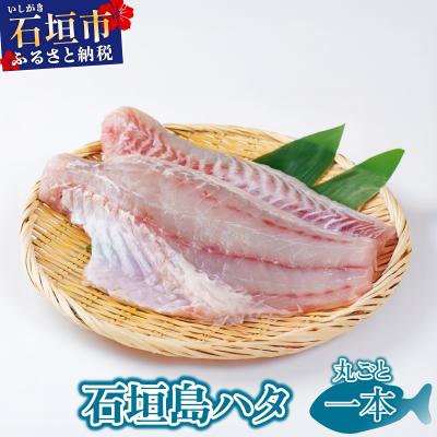 ふるさと納税 石垣市 石垣島 ハタ 丸ごと1本 | ミーバイ ヤイトハタ