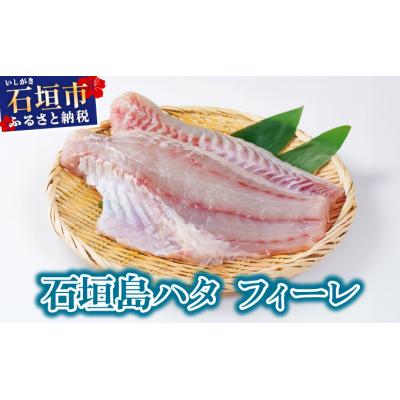 ふるさと納税 石垣市 石垣島 ハタ フィーレ | ミーバイ ヤイトハタ