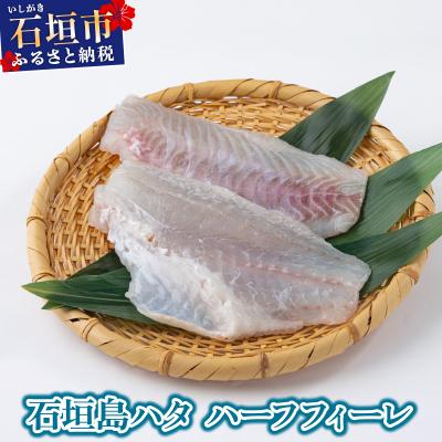 ふるさと納税 石垣市 石垣島 ハタ ハーフフィーレ | ミーバイ ヤイトハタ