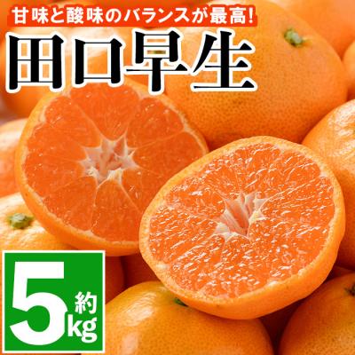 ふるさと納税 宇佐市 温州みかん 5kg 11月中旬以降発送[109800200][高橋農園]