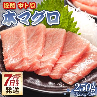 ふるさと納税 香南市 本まぐろ 中トロ 約250g 1冊 養殖 oo-0026