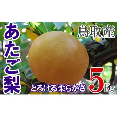 ふるさと納税 倉吉市 あたご梨 [倉吉産]5kg(JA鳥取中央) 果物 フルーツ 数量限定 詰め合わせ 大玉