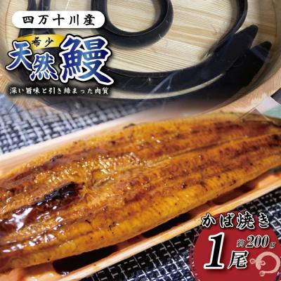 ふるさと納税 四万十市 希少 四万十川産&lt;天然うなぎ&gt;蒲焼 1尾(約200g)