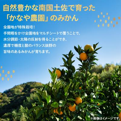 ふるさと納税 香南市 【みかん定期便4回】土佐乃かなやの家庭用みかん5kg(Lサイズ)×4回 計20kg Wbe-0123_1
