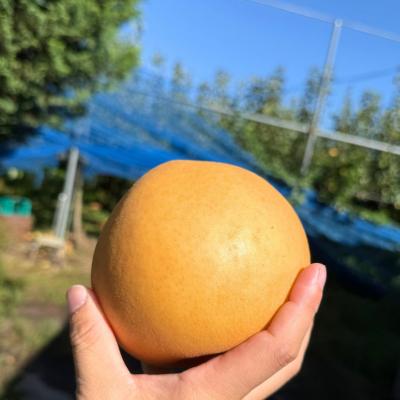 ふるさと納税 三条市 和梨 新高 自家用 約5kg 令和8年度 [三条ファームWIN] 【010S839】 |  | 01